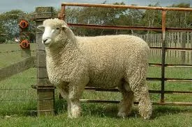 Famous Sheep Names