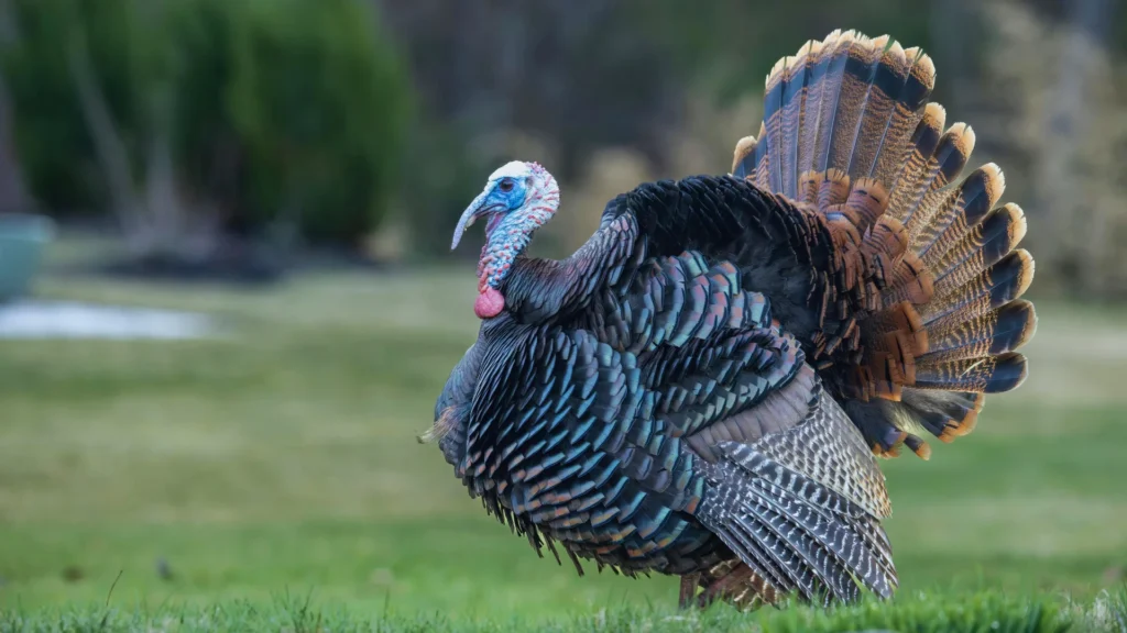 Famous Turkey Names