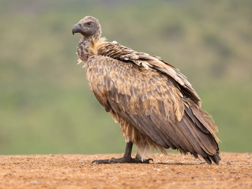 Famous Vulture Names