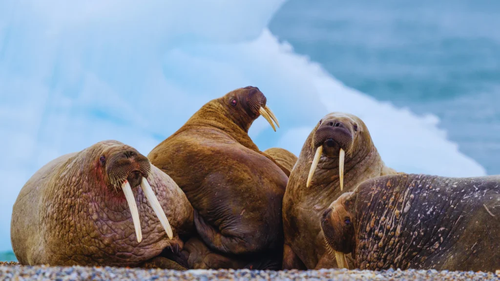 Famous Walrus Names