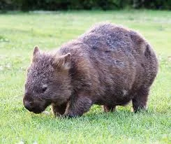 Famous Wombat Names