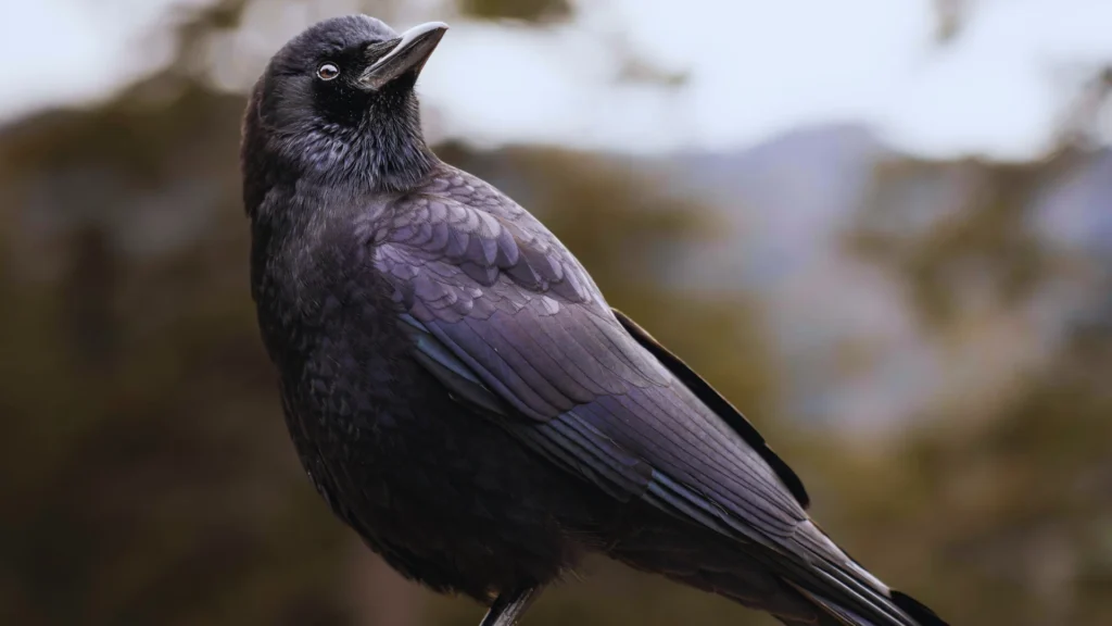 Fantasy Raven Names