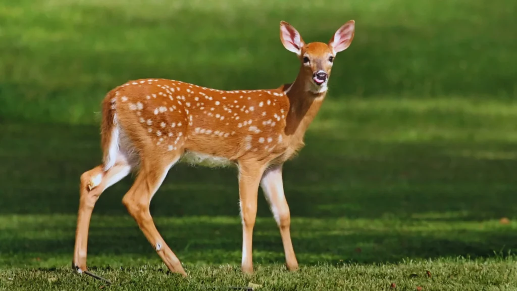 Fast Deer Names