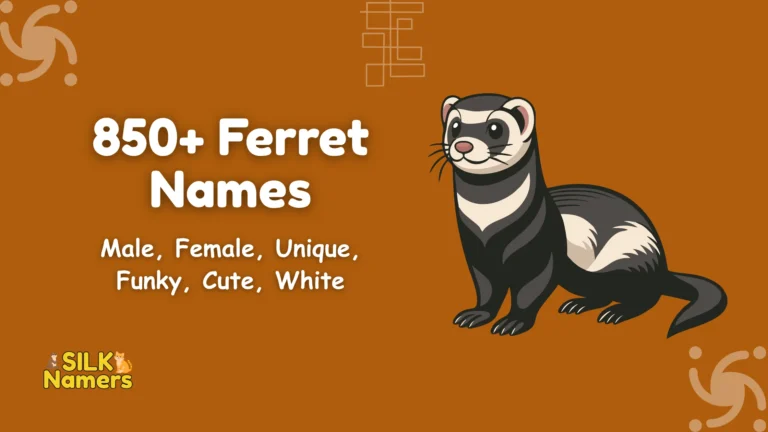Ferret Names
