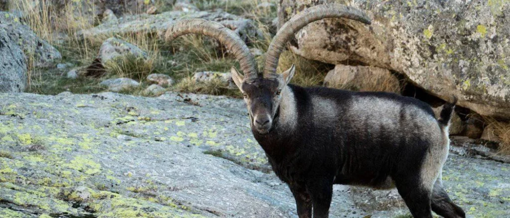 Fluffy Ibex Names