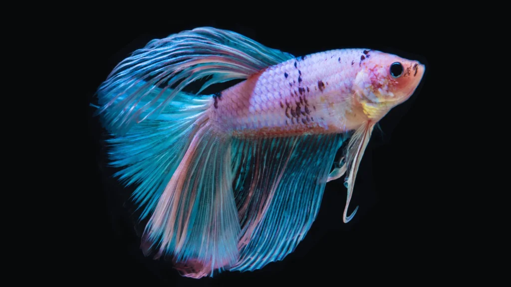 Food-Inspired Betta Fish Names