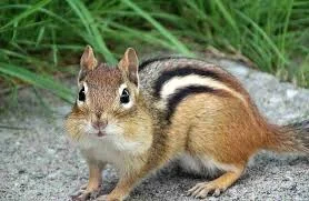 Forest-Themed Chipmunk Names