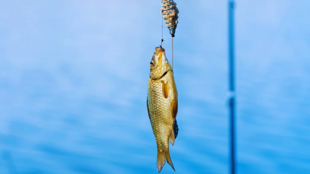 Funny Bait Fish Names