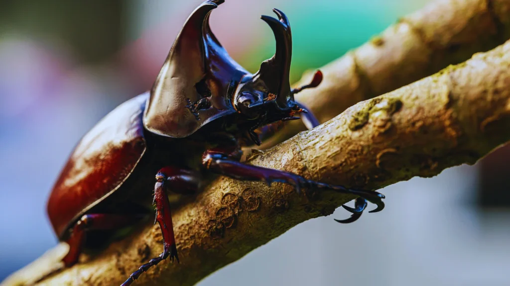 Funny Beetle Names