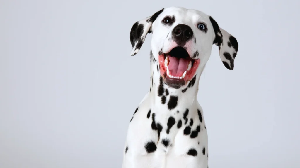 Funny Dalmatian Names