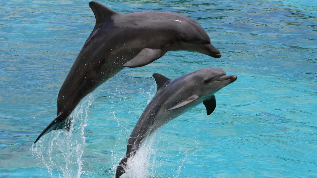 Funny Dolphin Names