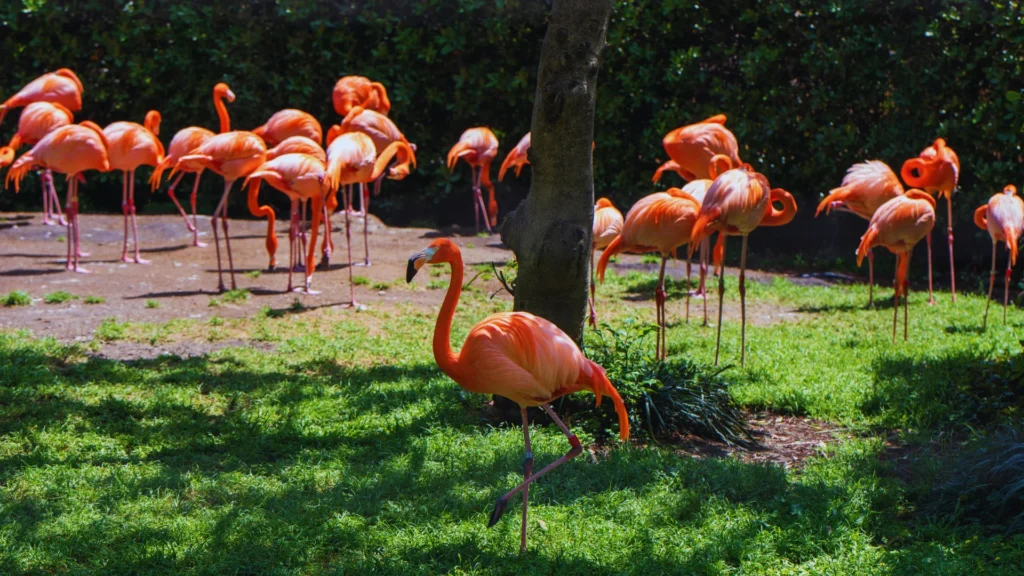 Funny Flamingo Names