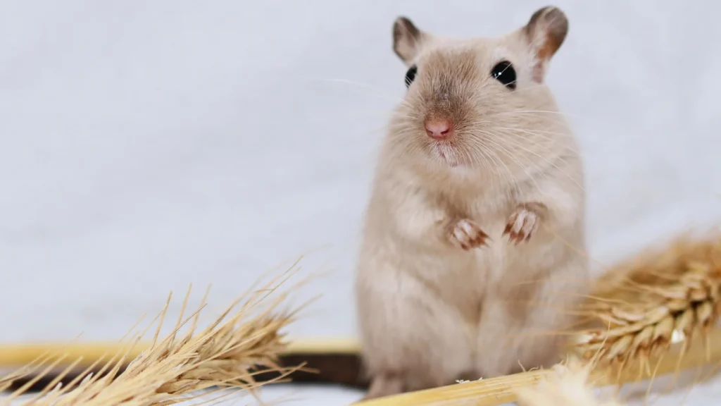 Funny Gerbil Names