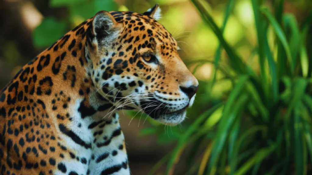 Funny Jaguar Names