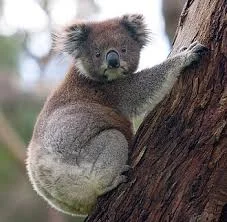Funny Koala Names