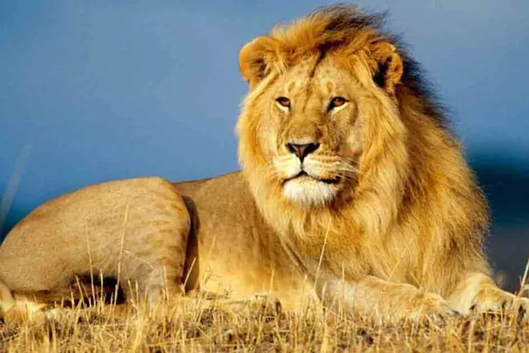 Funny Lion Names