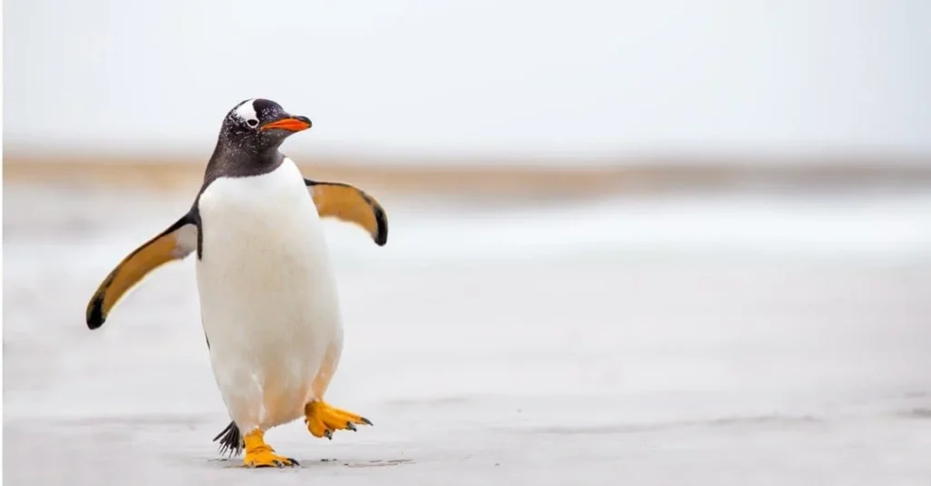 Funny Penguin Names