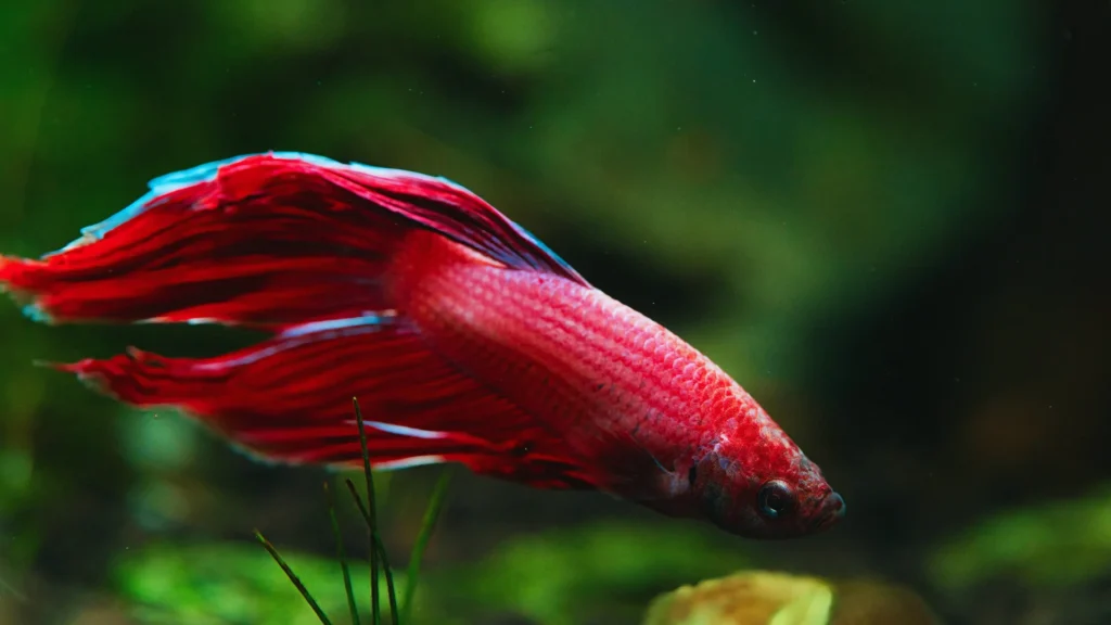 Funny Red Fish Names