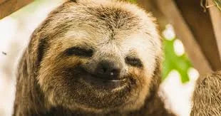 Funny Sloth Names
