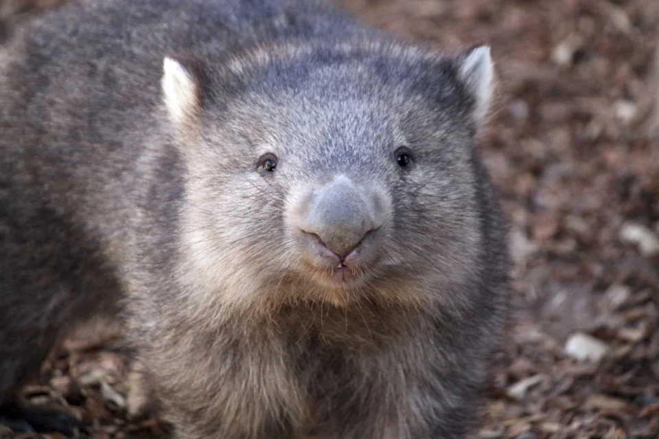 Funny Wombat Names