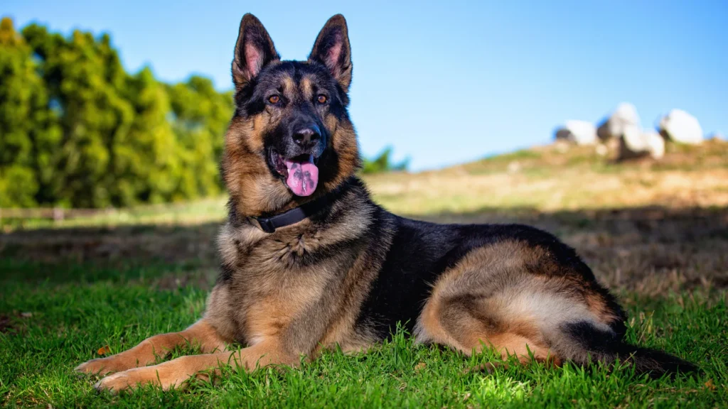 German Shepherd Names