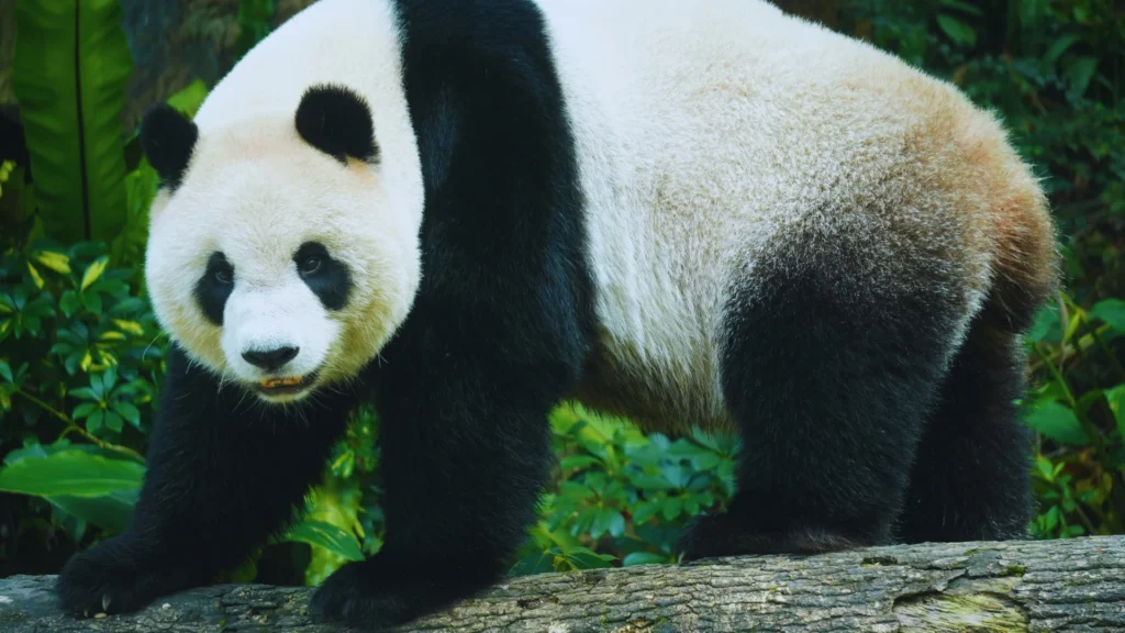 Giant Panda Names