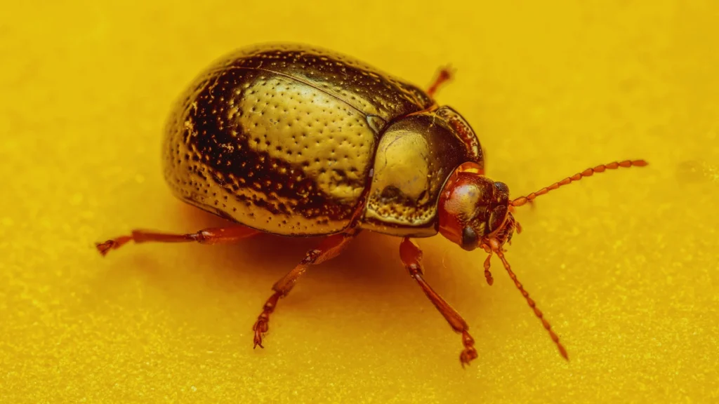 Golden Beetle Names