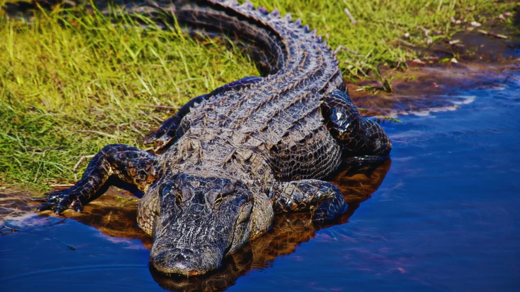 Good Alligator Names