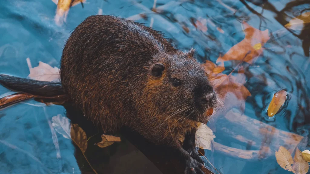 Good Beaver Names