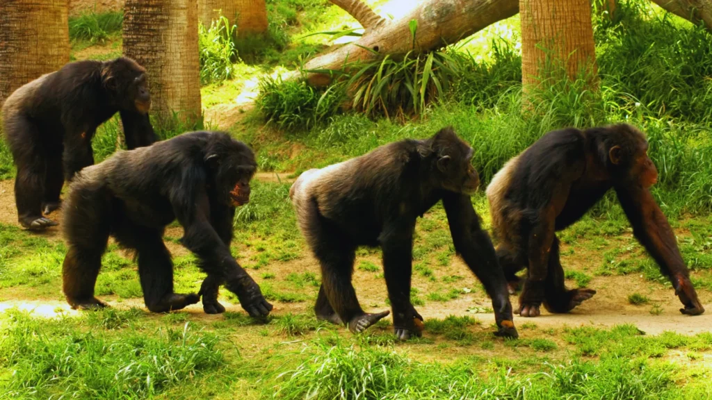 Good Chimpanzee Names