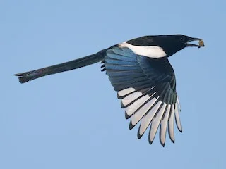 Good Magpie Names