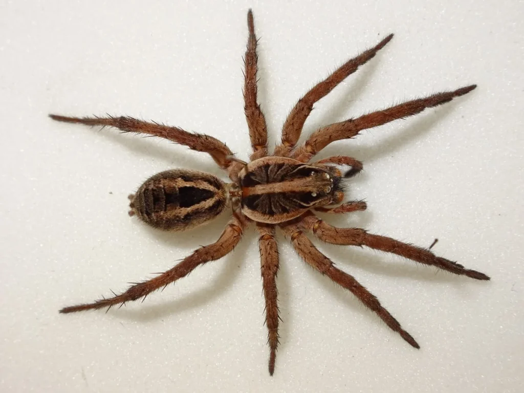 Good Spider Names