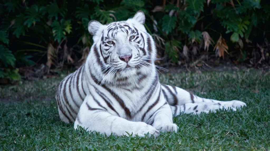 Good White Tiger Names