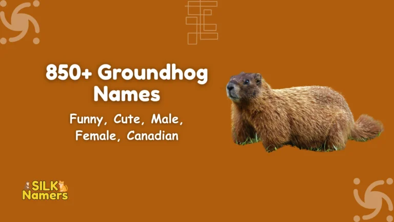 Groundhog Names