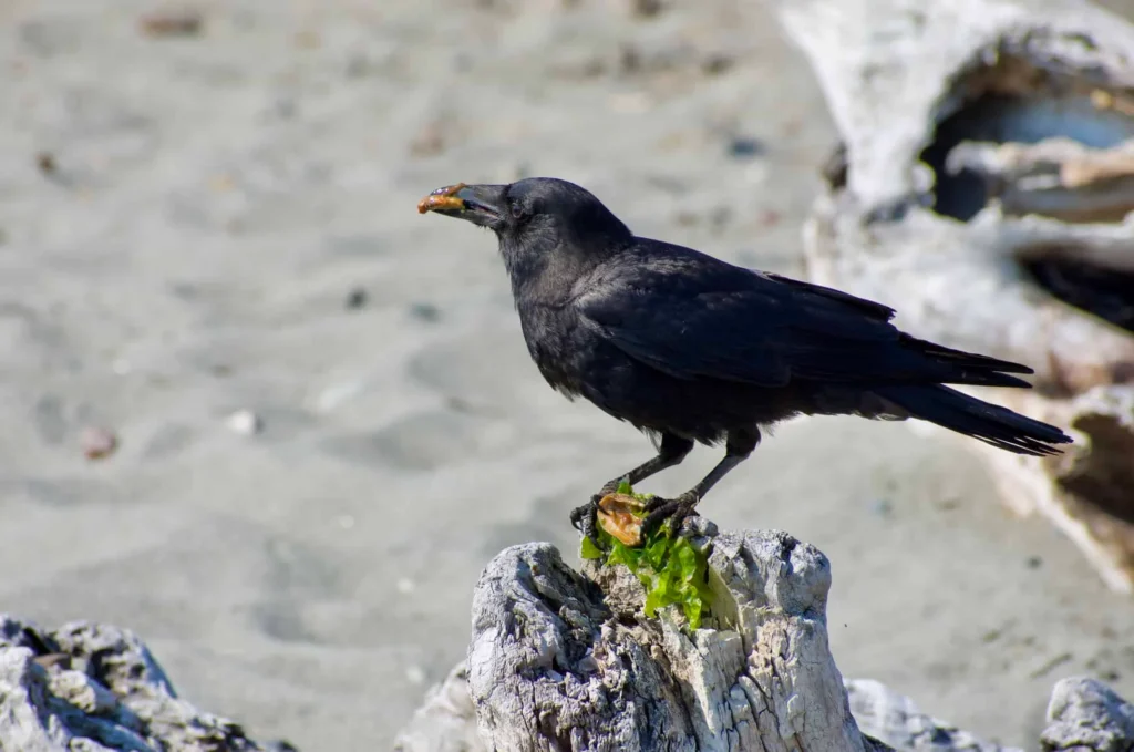 Halloween Crow Names
