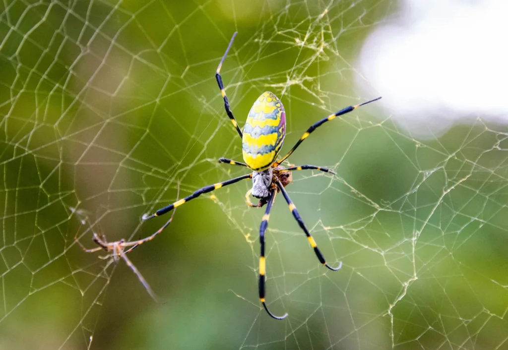 Halloween Spider Names