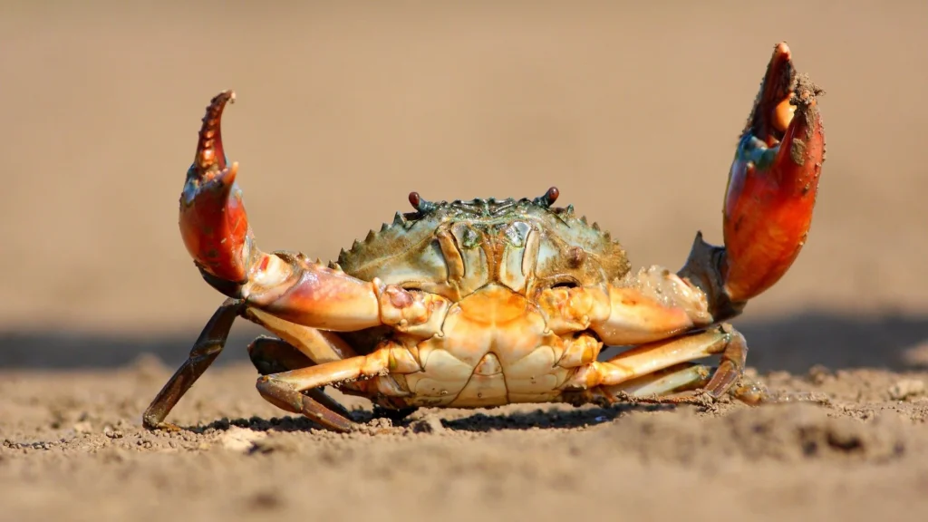 Hermit Crab Names