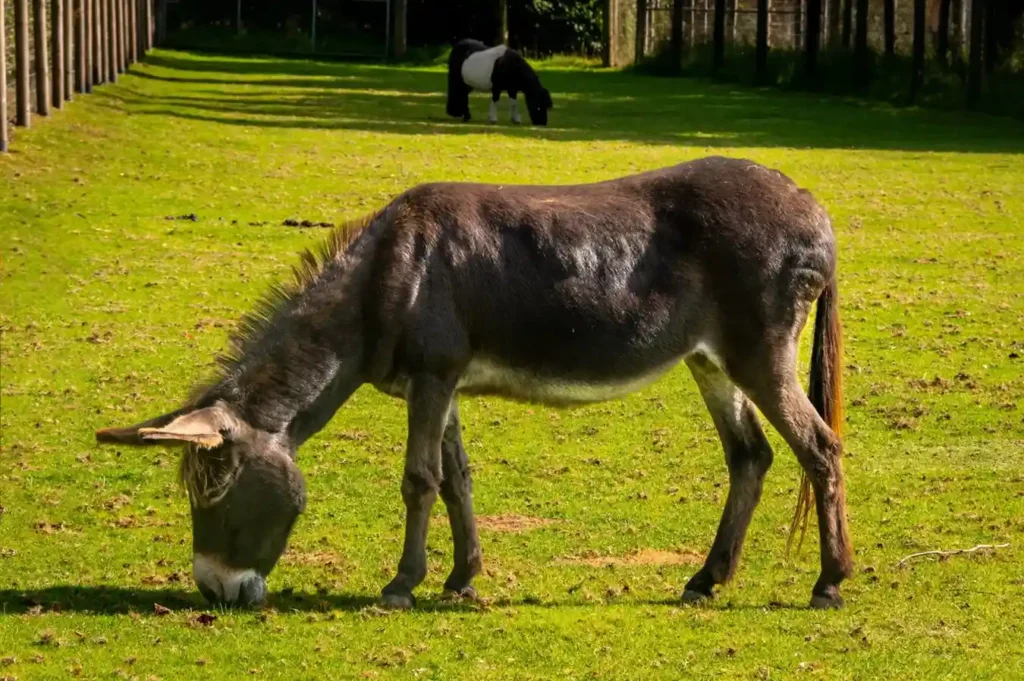Highland Donkey Names