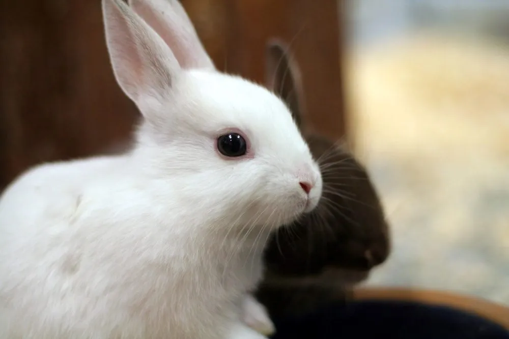 Holland Lop Bunny Names