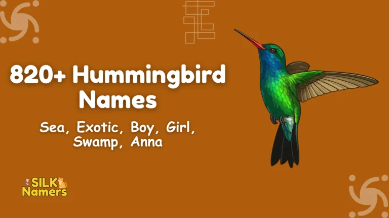 Hummingbird Names