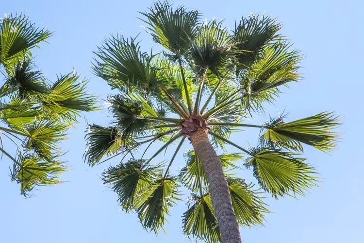 Indoor Palm Tree Names