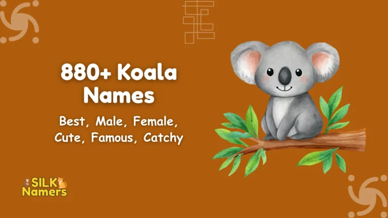 Koala Names