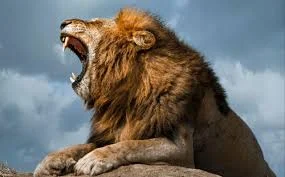 Lion King Names