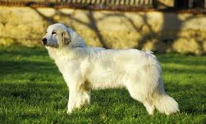 Male Great Pyrenees Names
