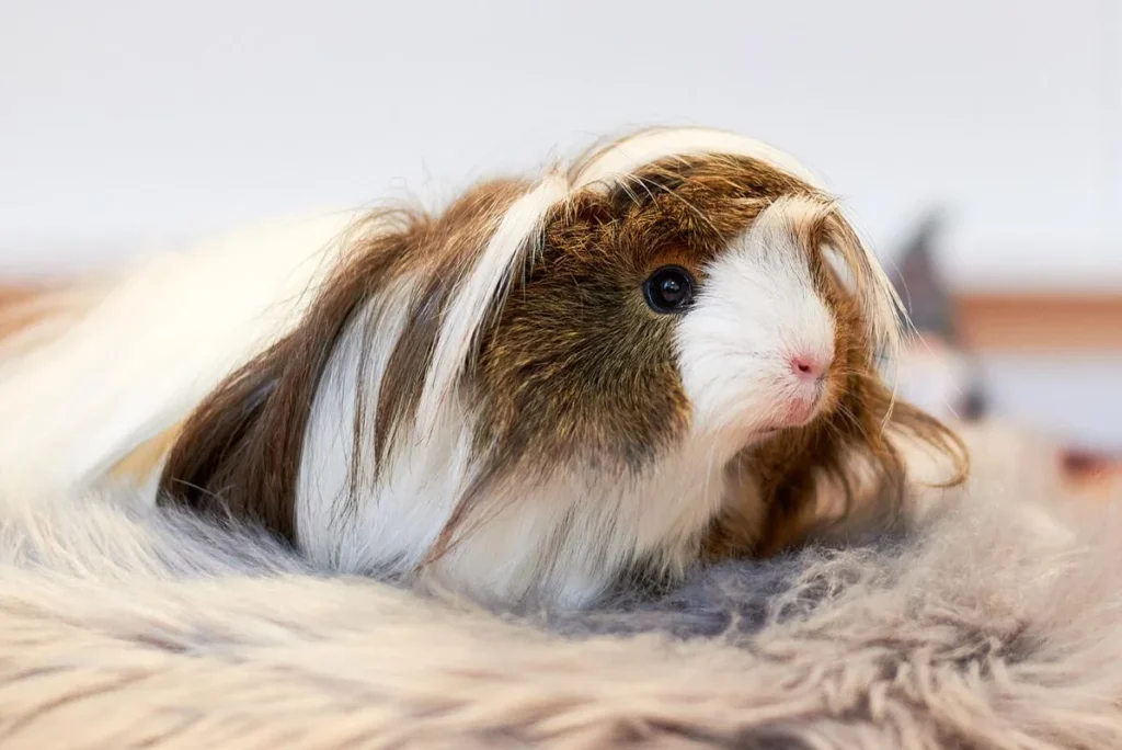 Male Guinea Pig Names