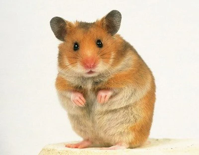 Male Hamster Names