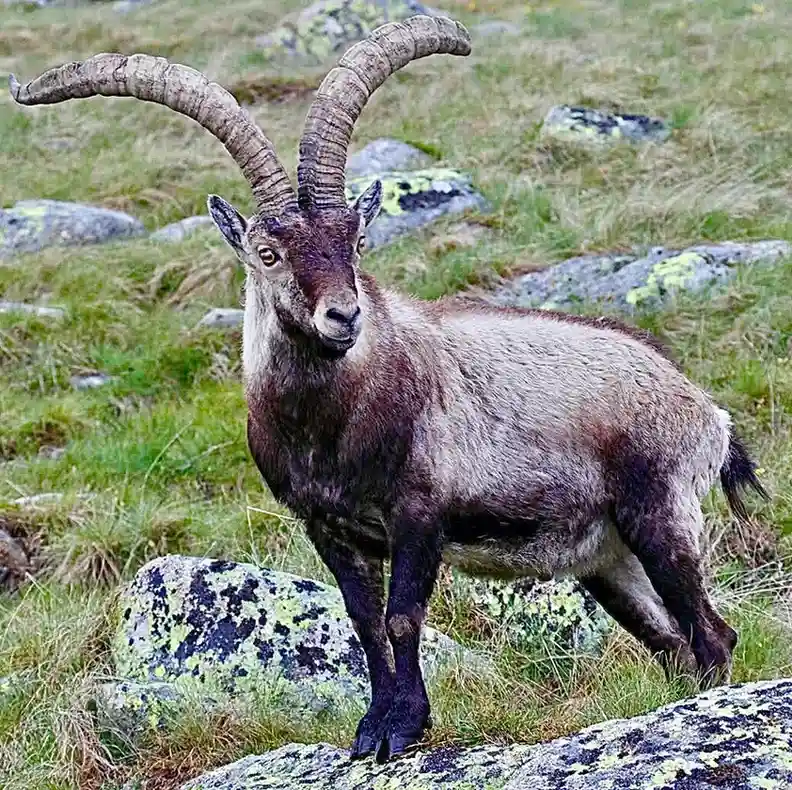 Male Ibex Names