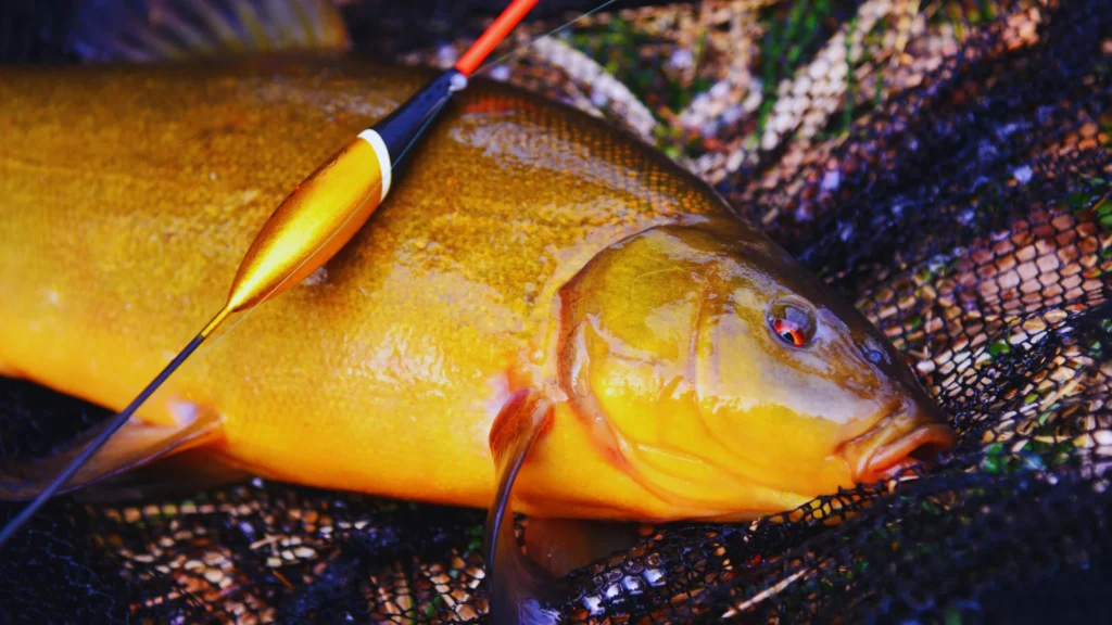 Minow Bait Fish Names