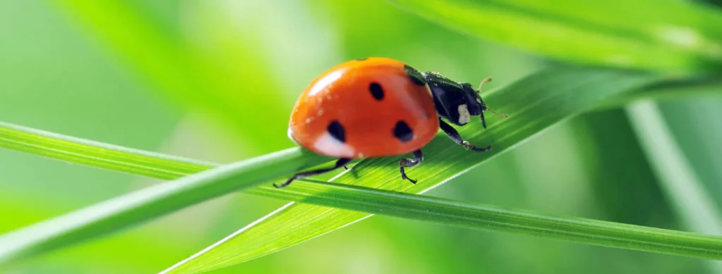 Miraculous Ladybug Names