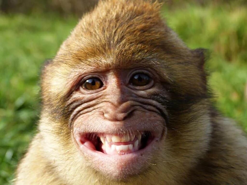 Monkey Years Names
